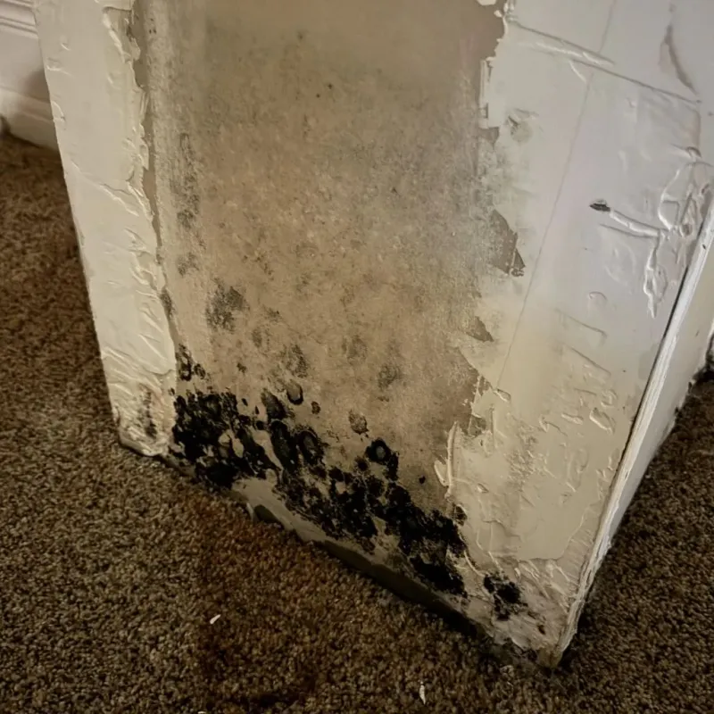 Professional Mold Removal in Pontotoc County, MS